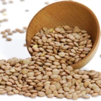 Quality Brown Lentils Exporters, Wholesaler & Manufacturer | Globaltradeplaza.com