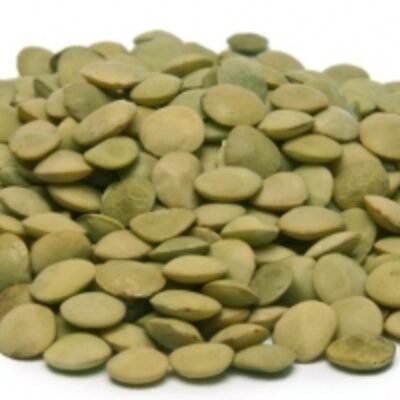 Quality Green Lentils Exporters, Wholesaler & Manufacturer | Globaltradeplaza.com