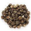 Moringa Seed Exporters, Wholesaler & Manufacturer | Globaltradeplaza.com