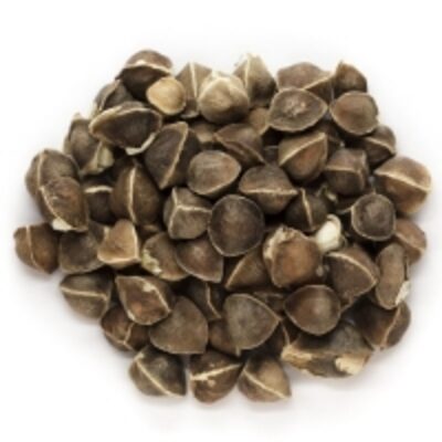 Moringa Seed Exporters, Wholesaler & Manufacturer | Globaltradeplaza.com