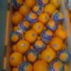 Fresh Oranges Grade Exporters, Wholesaler & Manufacturer | Globaltradeplaza.com