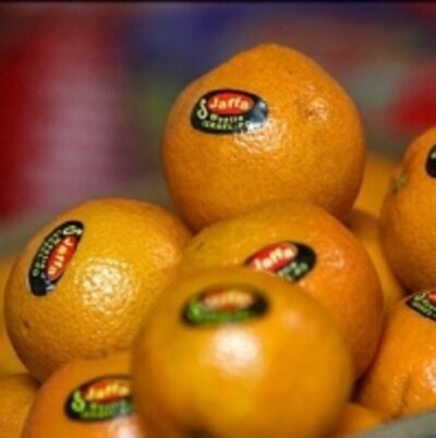 Fresh Oranges Exporters, Wholesaler & Manufacturer | Globaltradeplaza.com