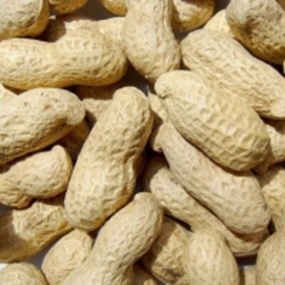 Peanuts Inshell Exporters, Wholesaler & Manufacturer | Globaltradeplaza.com