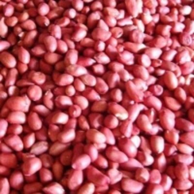 Red Skin Peanuts Exporters, Wholesaler & Manufacturer | Globaltradeplaza.com