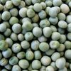 Quality Green Peas Exporters, Wholesaler & Manufacturer | Globaltradeplaza.com
