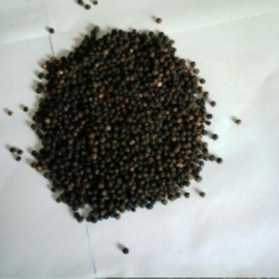 Black Pepper 570G/l Exporters, Wholesaler & Manufacturer | Globaltradeplaza.com