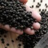 Black Pepper 500Gl Exporters, Wholesaler & Manufacturer | Globaltradeplaza.com