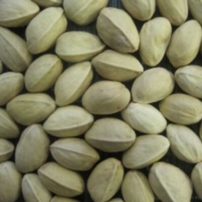 Opened And Closed Pistachios Exporters, Wholesaler & Manufacturer | Globaltradeplaza.com