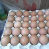 Chicken Table Eggs Exporters, Wholesaler & Manufacturer | Globaltradeplaza.com