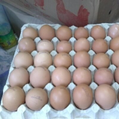 Chicken Table Eggs Exporters, Wholesaler & Manufacturer | Globaltradeplaza.com
