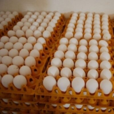 Brown/white Table Eggs Exporters, Wholesaler & Manufacturer | Globaltradeplaza.com