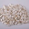Pumpkin Seeds - Lady Nails Exporters, Wholesaler & Manufacturer | Globaltradeplaza.com