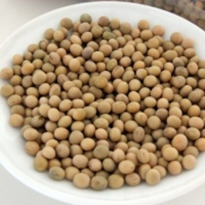 Quality Soybean Exporters, Wholesaler & Manufacturer | Globaltradeplaza.com