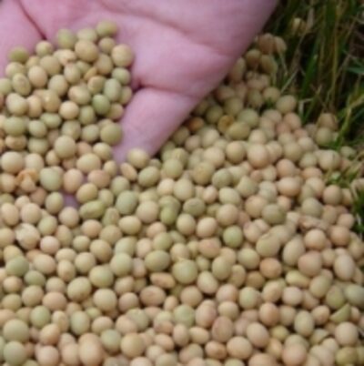 High Protein Soybean Exporters, Wholesaler & Manufacturer | Globaltradeplaza.com
