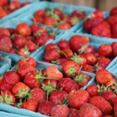 Fresh Strawberries Exporters, Wholesaler & Manufacturer | Globaltradeplaza.com