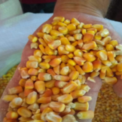 resources of Yellow Corn For Human Consumption exporters