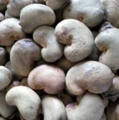 resources of Cashew Nuts exporters