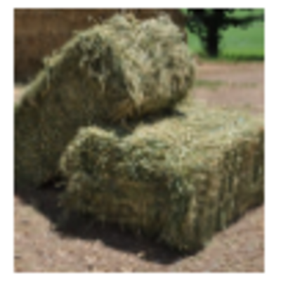 resources of Alfalfa Hay exporters