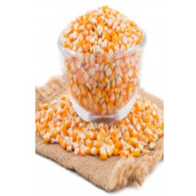 resources of Non Gmo White And Yellow Corn exporters