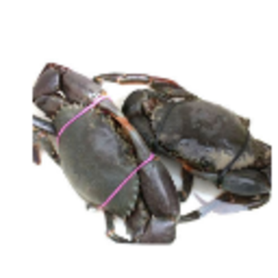 resources of Live Mud Crab exporters