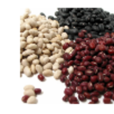 resources of New Crop Red Kidney Beans exporters