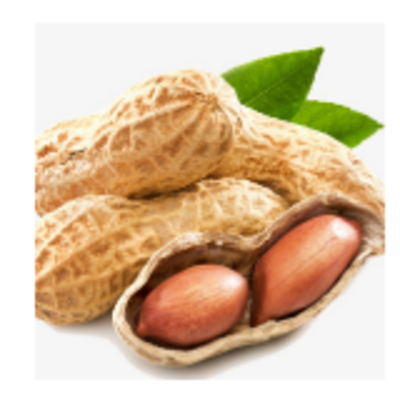 resources of 25/29 Blanched Peanut exporters