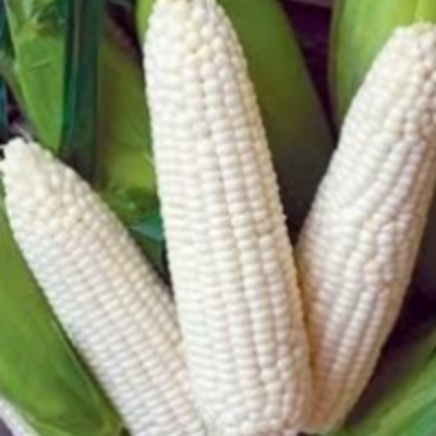 White Corn Exporters, Wholesaler & Manufacturer | Globaltradeplaza.com