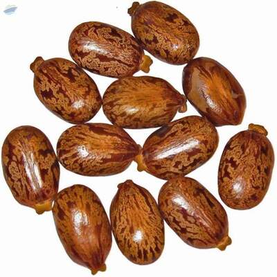 Buy Top Quality Speckled Castor Seeds Exporters, Wholesaler & Manufacturer | Globaltradeplaza.com