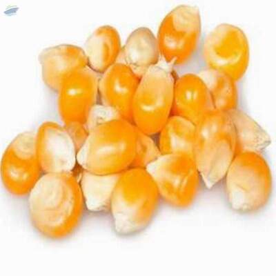 Dried Yellow Corn/maize Exporters, Wholesaler & Manufacturer | Globaltradeplaza.com