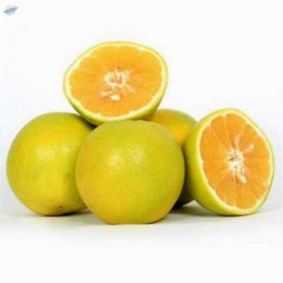 Sweet Fresh Mosambi Fruits Exporters, Wholesaler & Manufacturer | Globaltradeplaza.com