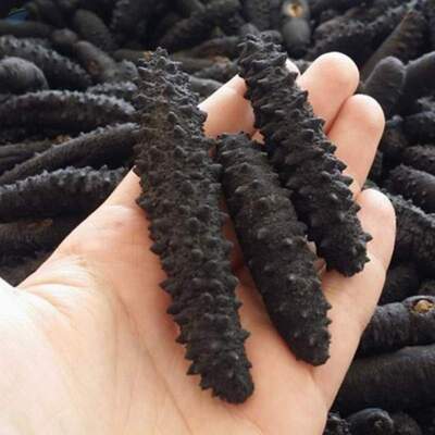 Dried Sea Cucumber Exporters, Wholesaler & Manufacturer | Globaltradeplaza.com