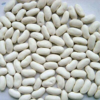 Top Quality White Kidney Beans Exporters, Wholesaler & Manufacturer | Globaltradeplaza.com