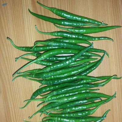 G4 Green Chilies Exporters, Wholesaler & Manufacturer | Globaltradeplaza.com