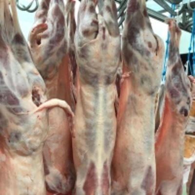 resources of Halal Lamb exporters