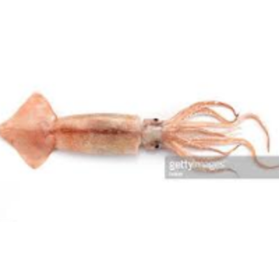 resources of Squid &amp; Cuttle Fish exporters