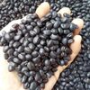 Black Beans Exporters, Wholesaler & Manufacturer | Globaltradeplaza.com