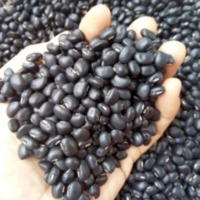 resources of Black Beans exporters