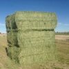 Animal Meal Alfalfa Hay Exporters, Wholesaler & Manufacturer | Globaltradeplaza.com