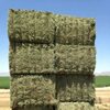Great Quality Alfalfa Exporters, Wholesaler & Manufacturer | Globaltradeplaza.com