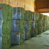 High Quality Alfafa Hay Bales Exporters, Wholesaler & Manufacturer | Globaltradeplaza.com
