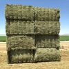 Quality Alfalfa Hay Fromkenya Exporters, Wholesaler & Manufacturer | Globaltradeplaza.com