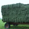 Healty Quality Alfalfa Hay For Sale Exporters, Wholesaler & Manufacturer | Globaltradeplaza.com
