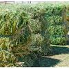 Top Grade Alfalfa Hay For Sale Exporters, Wholesaler & Manufacturer | Globaltradeplaza.com