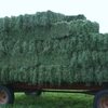 Kenyan Non Gmo Alfalfa Hay Exporters, Wholesaler & Manufacturer | Globaltradeplaza.com