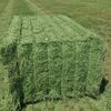 Cheap Alfafa Hay For Sale Exporters, Wholesaler & Manufacturer | Globaltradeplaza.com