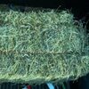 Free Sample Alfalfa Hay Exporters, Wholesaler & Manufacturer | Globaltradeplaza.com