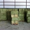 Good Quality Kenyan Alfalfa Hay Exporters, Wholesaler & Manufacturer | Globaltradeplaza.com