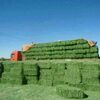 Lucerne Hay/alfalfa Meal For Animals Exporters, Wholesaler & Manufacturer | Globaltradeplaza.com