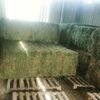 Animal Feed Alfalfa Non Gmo Exporters, Wholesaler & Manufacturer | Globaltradeplaza.com