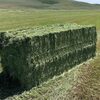 Grade A Alfalfa Hay Meal Exporters, Wholesaler & Manufacturer | Globaltradeplaza.com